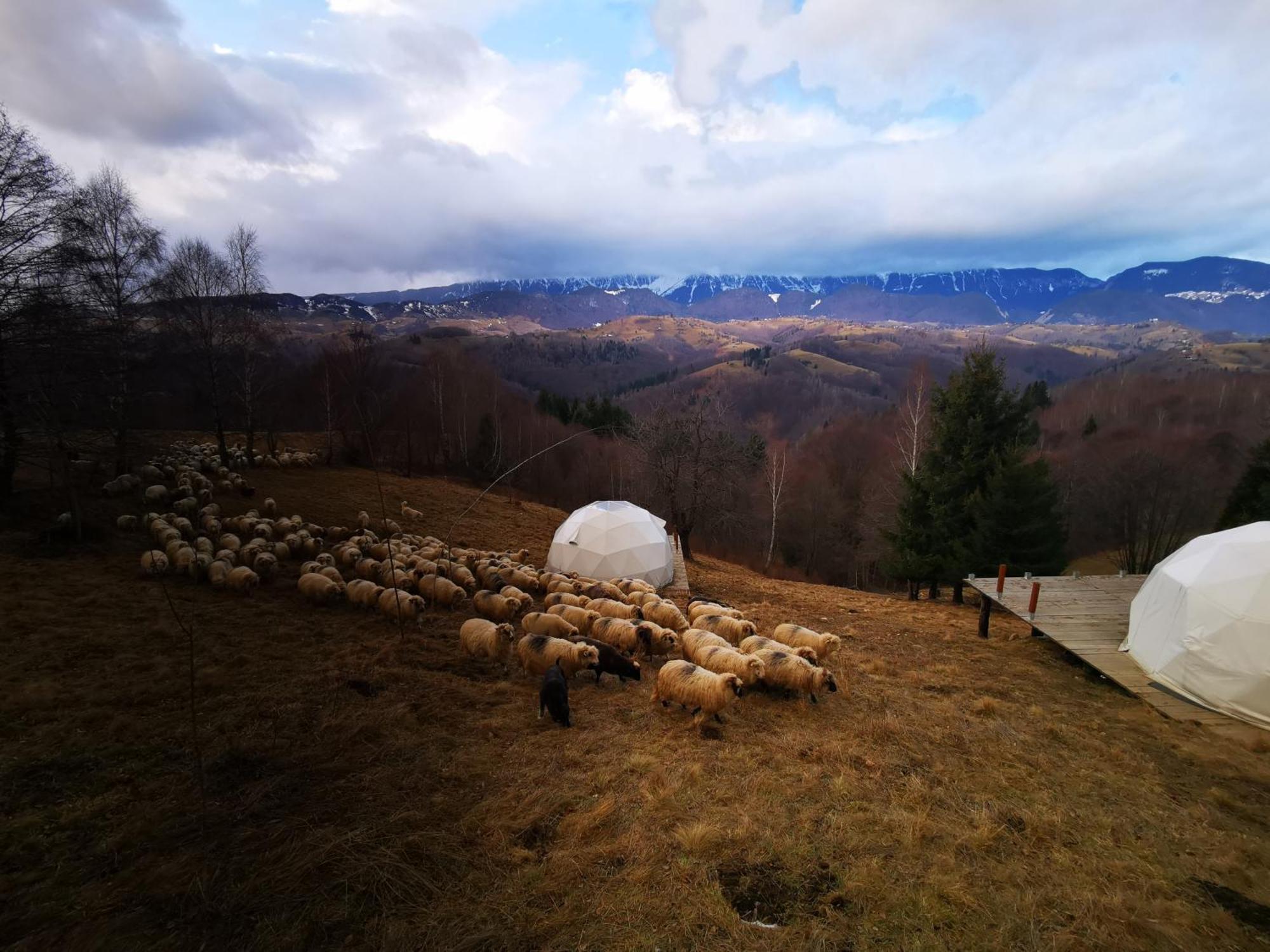 Glamping Zazen Hotel Drumu Carului Bagian luar foto