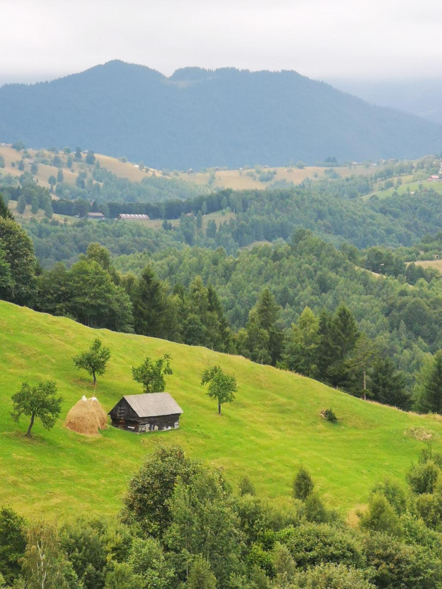 Glamping Zazen Hotel Drumu Carului Bagian luar foto